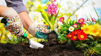 Milyen virágokat kell ültetni a tavaszi szezonban? Tavasszal ültethető növények