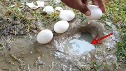 A YouTube jelenség úgy fogott halat, hogy eltört egy tojást a vízben! Itt van a meghökkentő eredmény ...