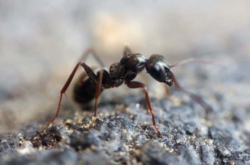 Hatékony módszer a hangyák otthon eltávolítására! Hogyan lehet megsemmisíteni a hangyákat megölés nélkül?