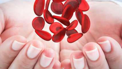 Mi a mediterrán vérszegénység (Thalassemia)? Milyen tünetei vannak a mediterrán vérszegénységnek? Mediterrán vérszegénység-kezelés