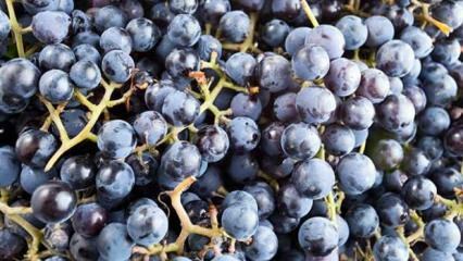 Mi az illatos szőlő és milyen előnyei vannak?