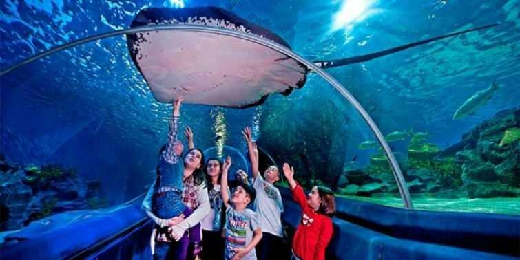  Keretek az Istanbul Sea Life Aquariumból