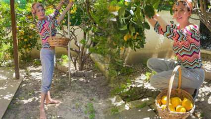 Tuğba Özerk énekesnő citromot szedett a saját kertjéből a fáról!