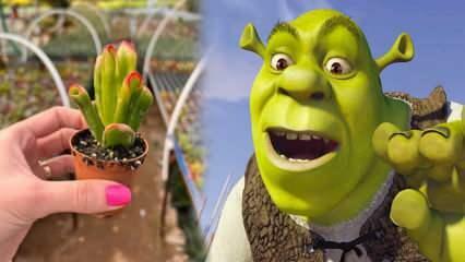 Hogyan neveljünk Shrek fül növényt? Virágzik a Shrek füles növény? Shrek fülápolás
