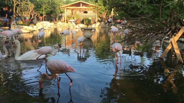 Hogyan juthat el Flamingoköy-hez?