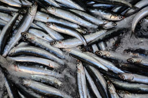 Milyen előnyei vannak a bonito halnak és mi az? Milyen halat kell fogyasztani?