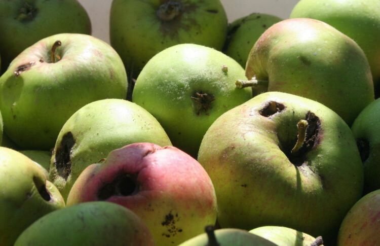 Hogyan lehet megérteni, hogy a gyümölcs egészséges?