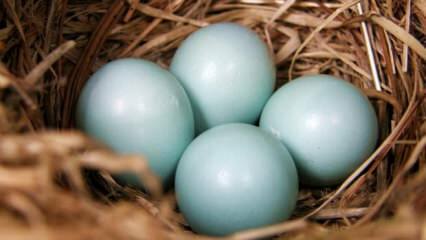 Milyen előnyei vannak a kék zöld tojásnak?