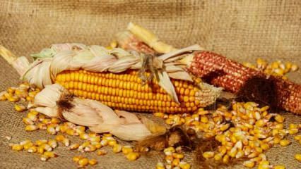 Hogyan válasszuk ki a jó kukoricát? 