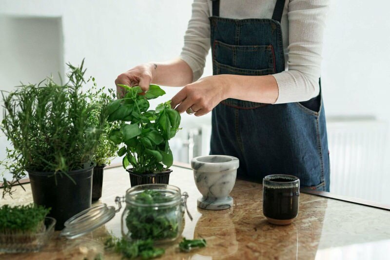 Hogyan lehet növényt termeszteni otthon? 5 javaslat azoknak, akik otthon akarnak növényeket termeszteni saját eszközeikkel