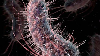 Hogyan terjednek a húsevő baktériumok? Milyen tünetei vannak a húsevő baktériumoknak, és van-e kezelésük?