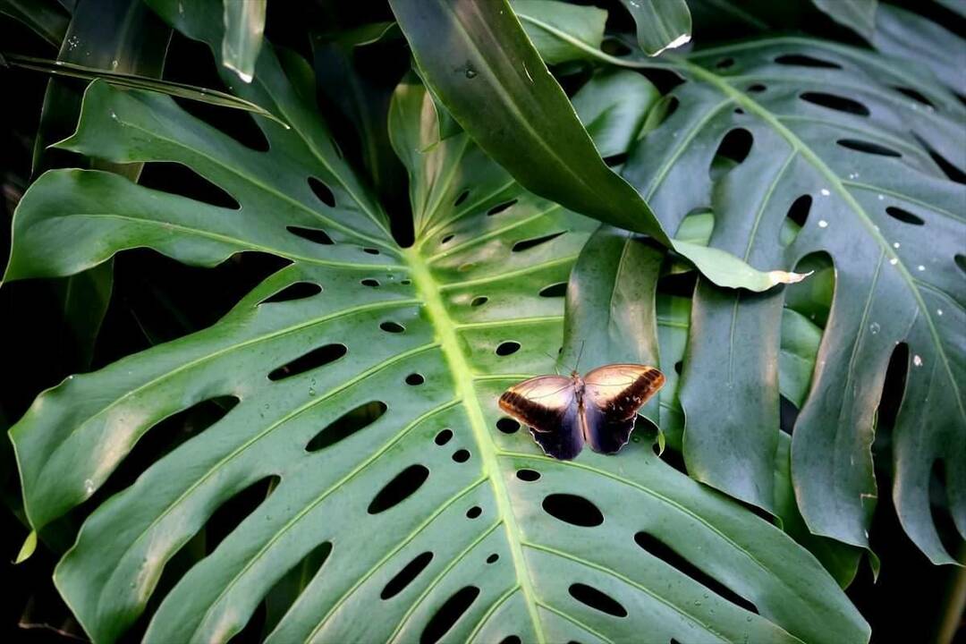 Nagy érdeklődés a Konya Tropical Butterfly Garden iránt: 3 millió látogató 8 év alatt