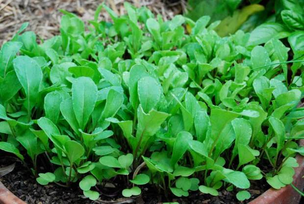 Hogyan lehet termeszteni a sült saláta kitûnõ otthon? Virágcserépben sült saláta kitûnõ lehetõségek