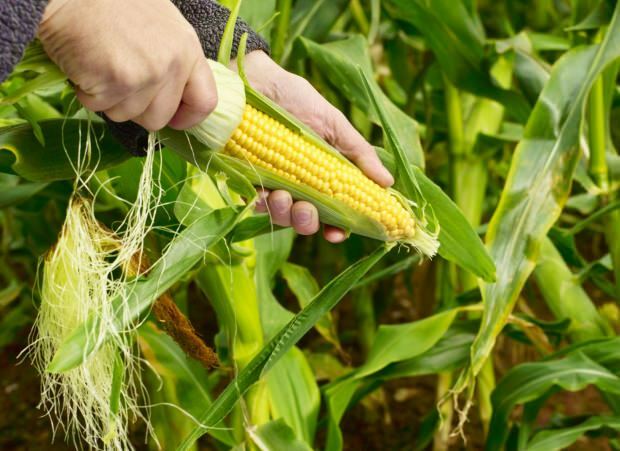 Melyek a kukorica előnyei? Iszuk főtt kukorica léét?