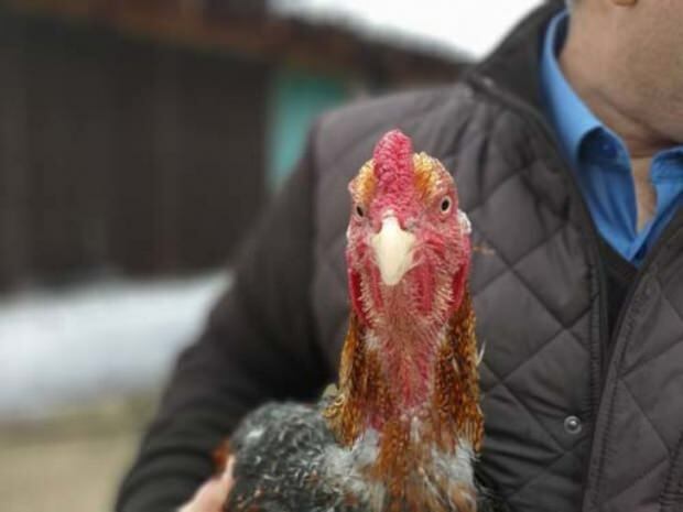 Egy bursai állampolgár Brazíliából hozott aranyban csirkét