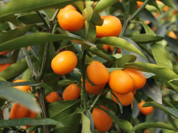 Melyek a Kumquat (Kumkat) előnyei? Mely betegségekre lehet jó a kumquat? Hogyan fogyasztják a kumquatot?