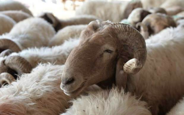 Mit kell figyelembe venni az áldozati juhok vásárlásakor?
