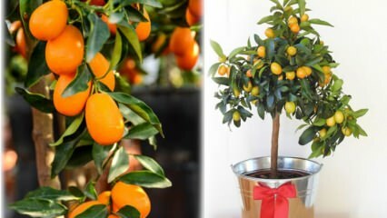 Hogyan lehet nőni kumquatot egy virágcserépben? Kumquat gondozás otthon