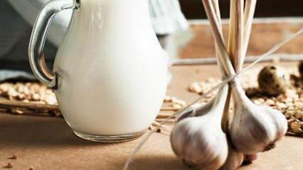 Hogyan készül a fokhagyma tej? Mit csinál a fokhagyma tej? Fokhagyma tejkészítés ...