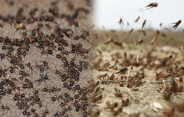 Hol a hangya invázió? Hangyfertőzés a szöcske fertőzés után