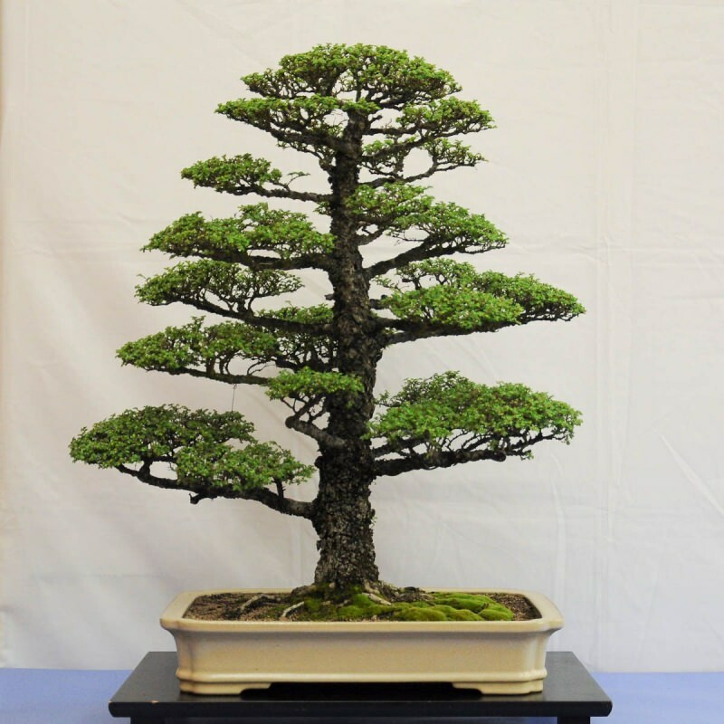 hogyan lehet nevelni egy bonsai fát