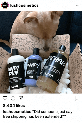Instagram üzleti bejegyzés kutyával