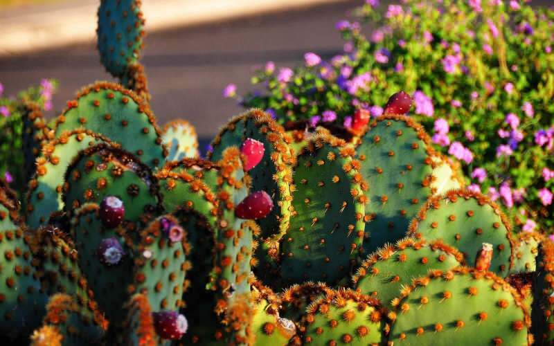 Milyen legyen a kaktusz talaj