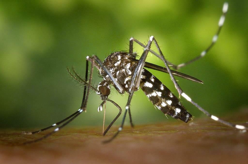 Aedes szúnyog