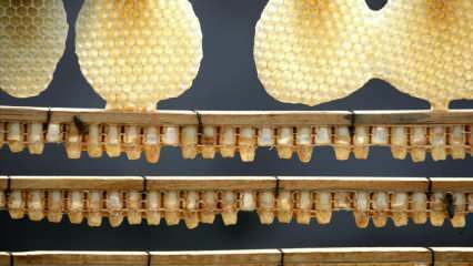 Milyen előnyei vannak a méhpempőnek? A méhpempő használata! Itt van az a csoda, amely erősíti az immunitást ...